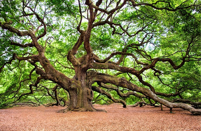 Quercus Velutina - Trees of North America