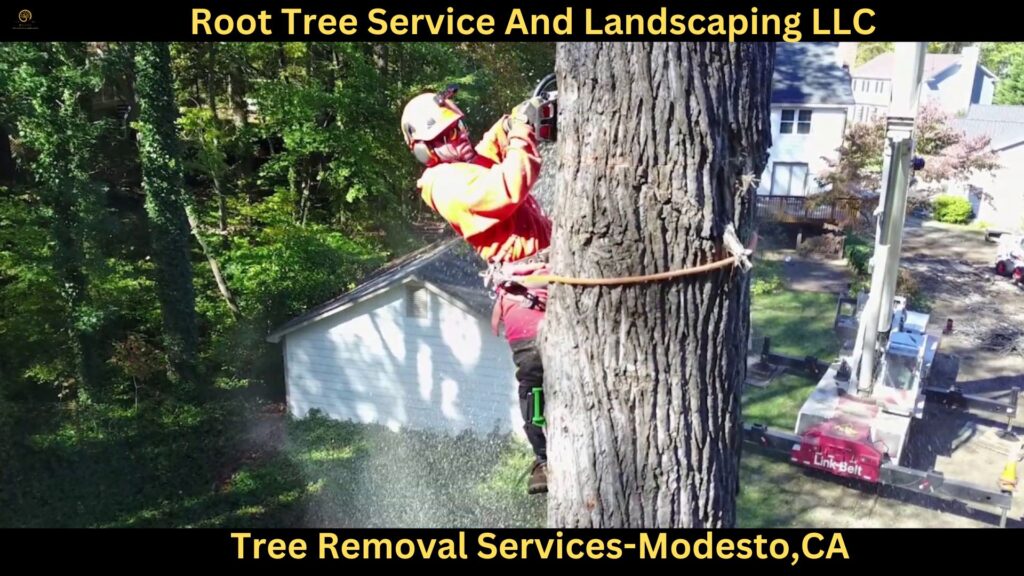 Tree Removal Services in Modesto,CA