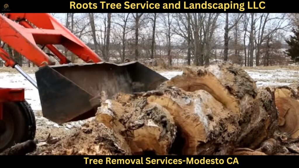 Tree Removal Services in Modesto CA