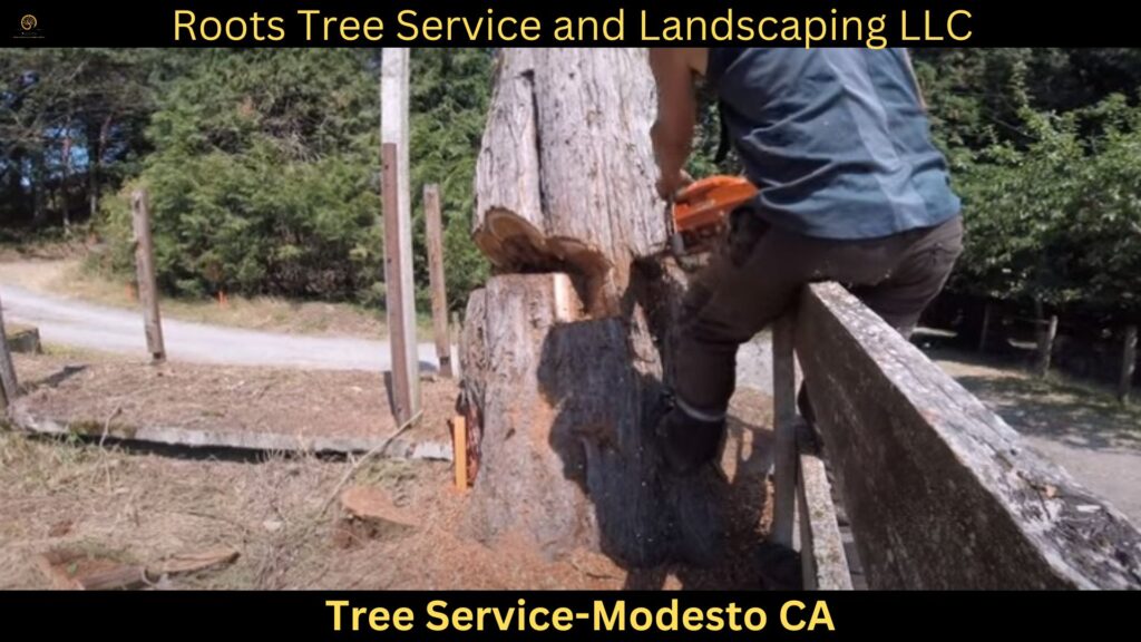Tree Service in Modesto CA