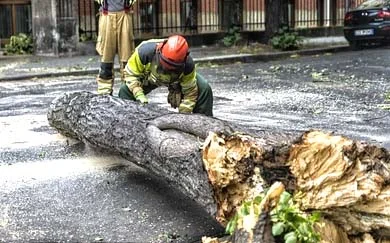 Emergency Tree Care Modesto CA