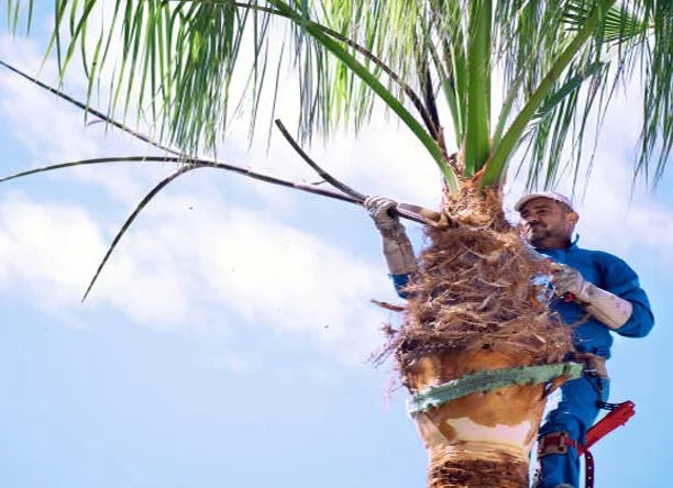 Palm Tree Trimming Modesto CA