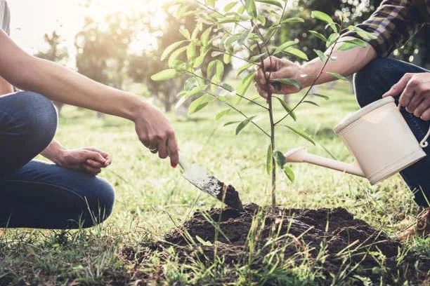 Tree Planting Modesto CA