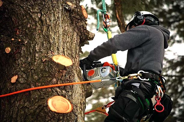 Tree Pruning and Trimming in Modesto CA