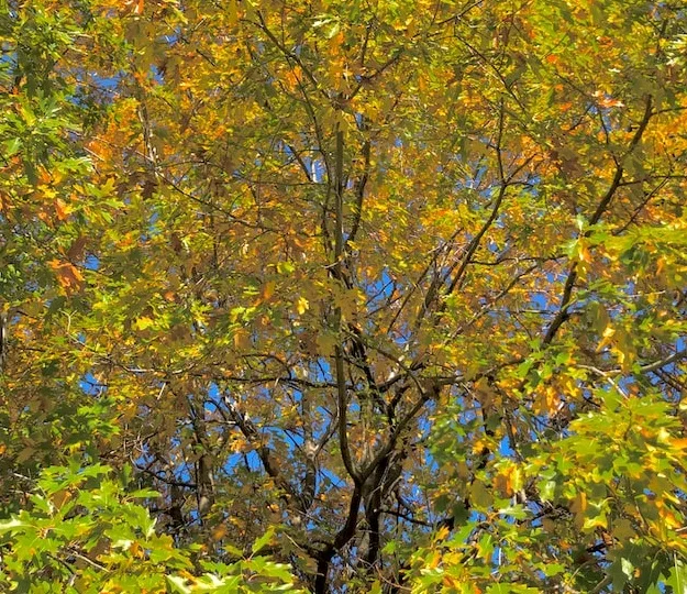 Quercus Velutina - Trees of North America
