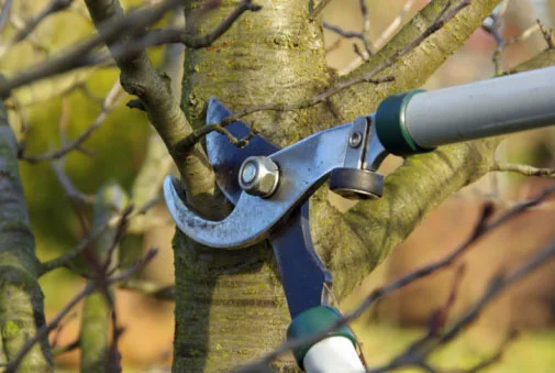 Tree Pruning Mistakes